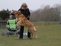 Bendix Obedience Workshop beim VdH Mauer 2016 (70)